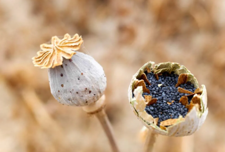 poppy seed pregnancy