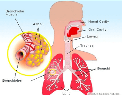 are upper respiratory infections contagious