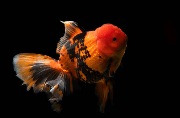 Cute:1dwg0pa4hb0= Ranchu Goldfish