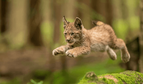 Cute:7xohkiofew8= Bobcat