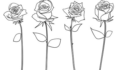 Outline:5lvuzffno7u= Roses Drawing