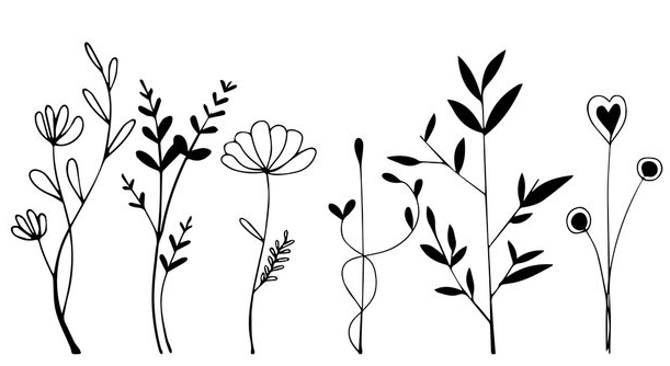 Outline:8zgzaoqcdim= Flower Clipart Black and White