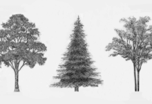 Simple:4hlllztx2mk= Tree Sketch