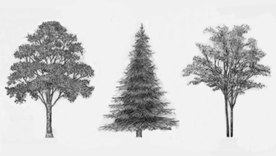 Simple:4hlllztx2mk= Tree Sketch