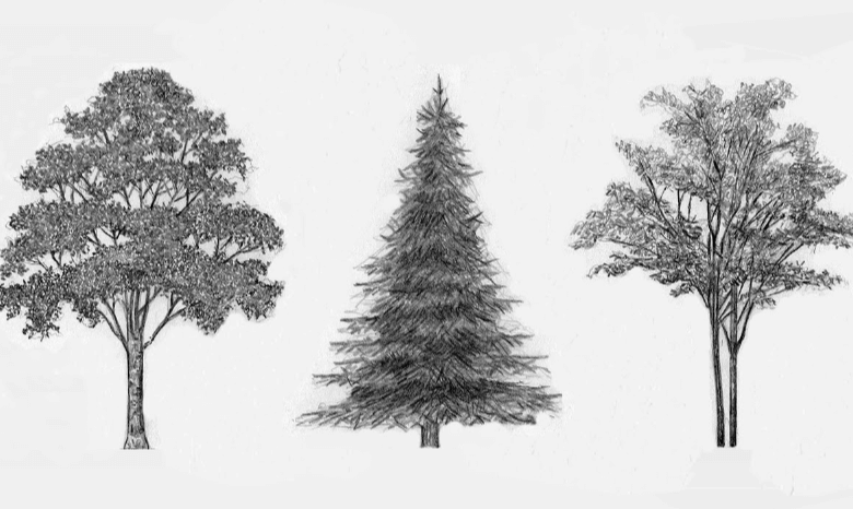 Simple:4hlllztx2mk= Tree Sketch