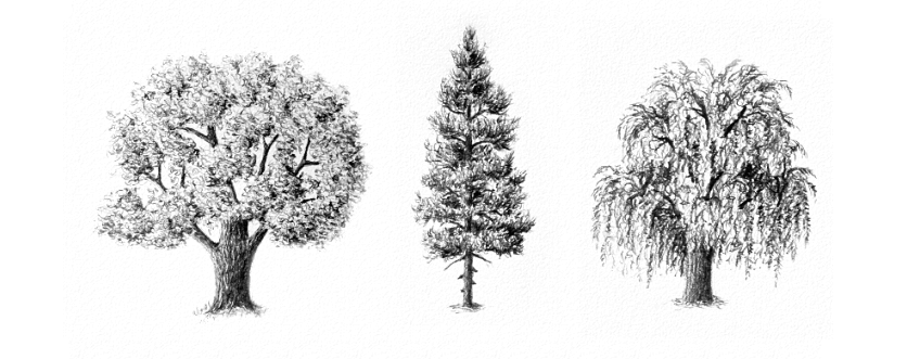 Simple:4hlllztx2mk= Tree Sketch