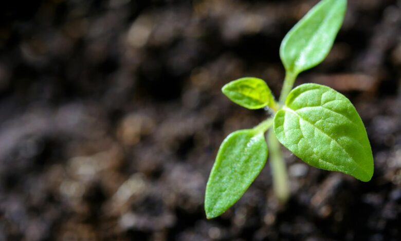 maximum life growth strategy