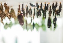 impact of evolutionary changes